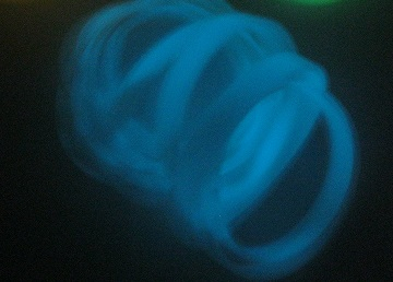 夜光手環(發藍光長效)訂製QR-Code手環